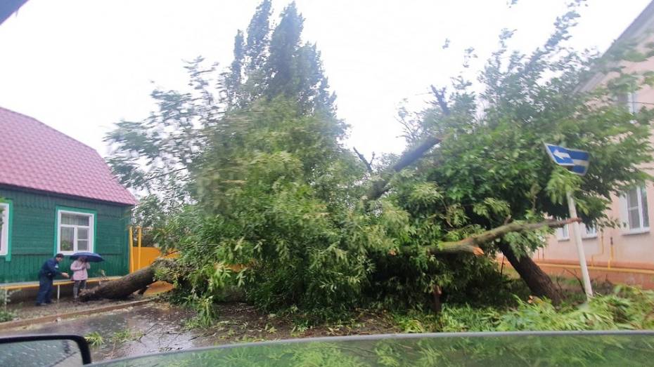 Дерево упало на проезжую часть улицы 3 Интернационала в Боброве