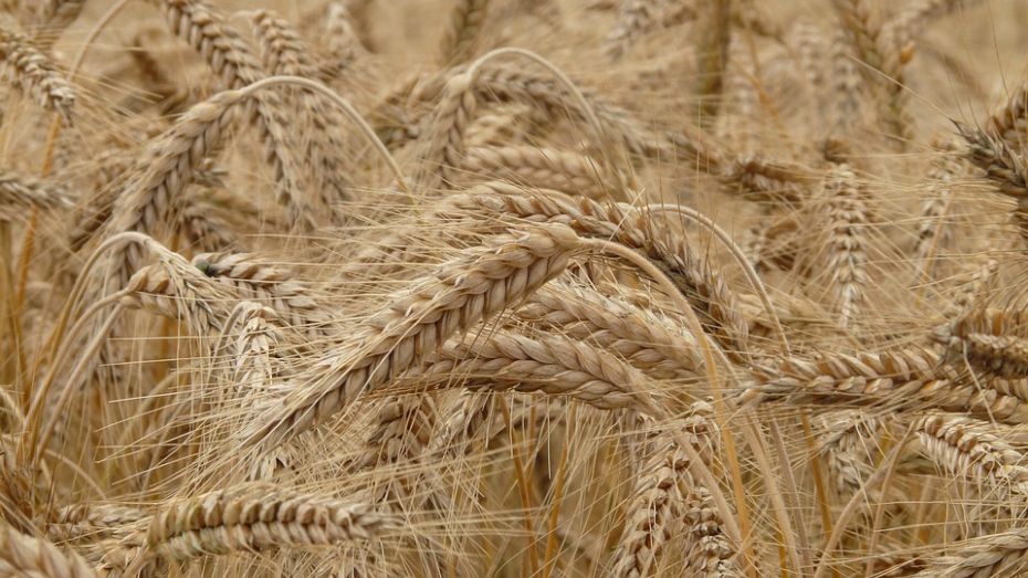 В Воронежской области собрали третий миллион тонн зерна