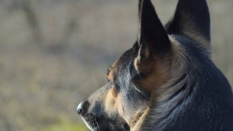 В Хохольском районе напавшего на пенсионерку грабителя нашла служебная собака