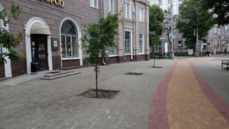 Вместо засохших рябин на улице Мира в Воронеже высадят новые деревья