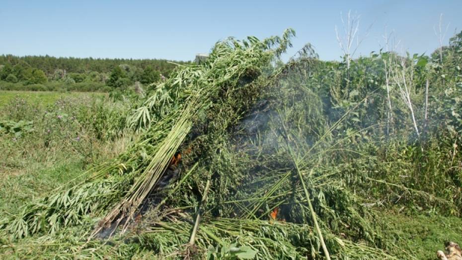 В Воронежской области в ходе операции «Мак» уничтожено более 2,5 тонн наркосодержащих растений