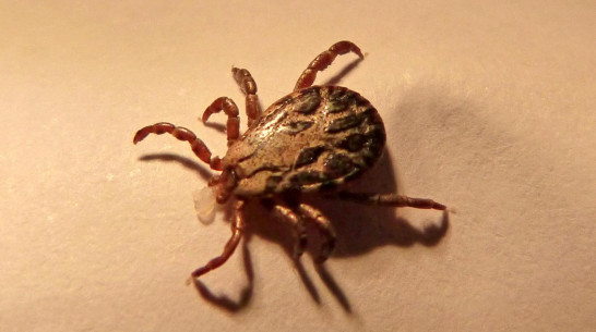 За последнюю неделю еще 173 воронежца пострадали от клещей