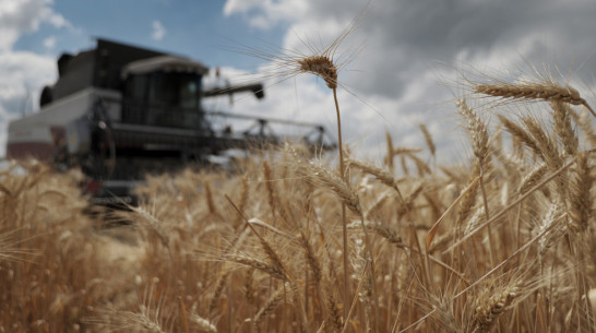 Аграрии Воронежской области собрали еще 1 млн тонн зерна менее чем за неделю