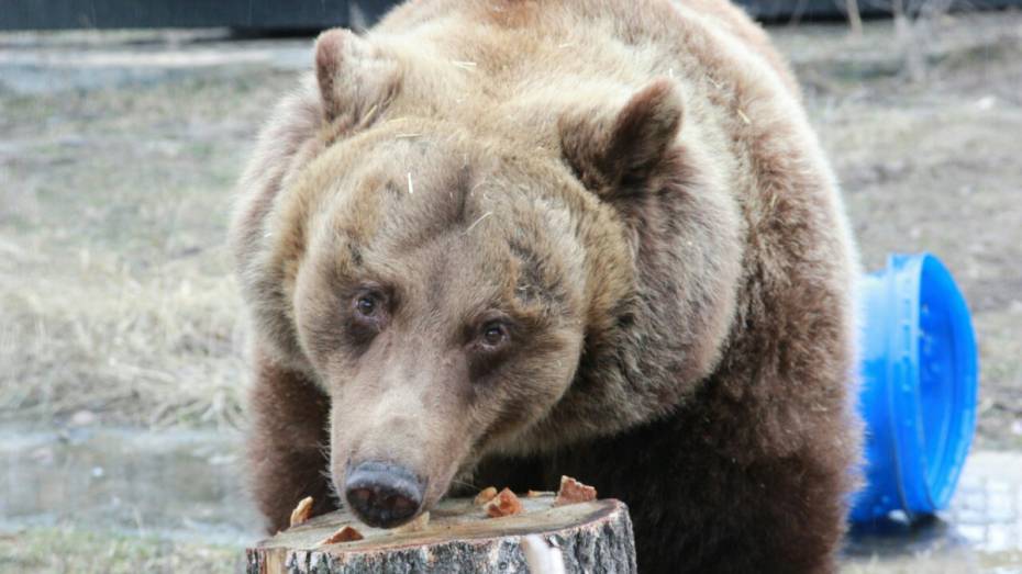 В Воронежском зоопарке медведи окончательно пробудились от зимней спячки 