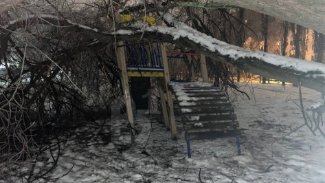 В Воронеже за выходные непогода сломала 19 деревьев