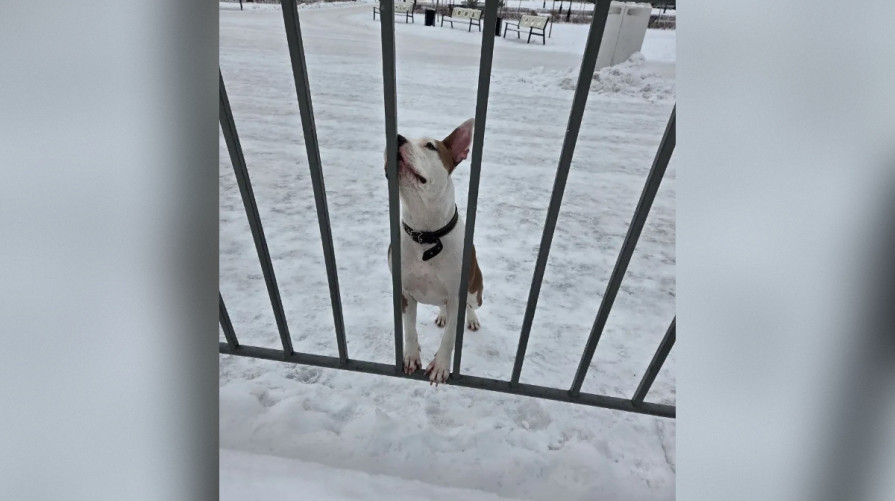 В Воронеже на Адмиралтейской площади потерявшаяся собака третий день ждет хозяина