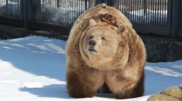 Из-за теплого декабря в Воронежском зоопарке проснулись медведи
