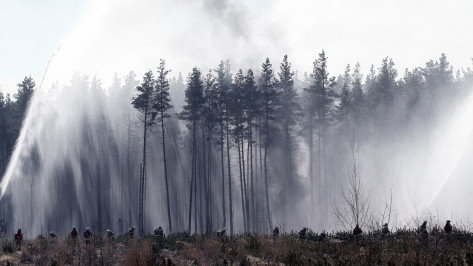 Крупный лесной пожар потушили в Воронежской области