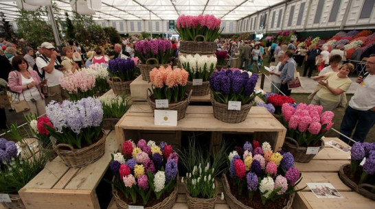 Выставка-ярмарка «Усадьба» развернется в Воронеже в сентябре