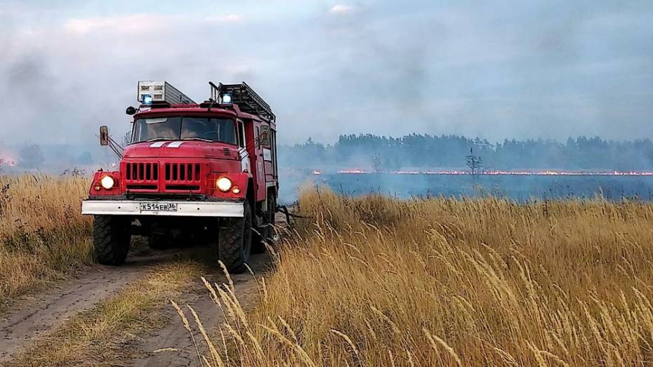 В Воронежской области загорелось пшеничное поле площадью 100 га