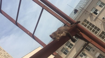 Спасение застрявшей на пожарной лестнице куницы в Воронеже попало на видео 