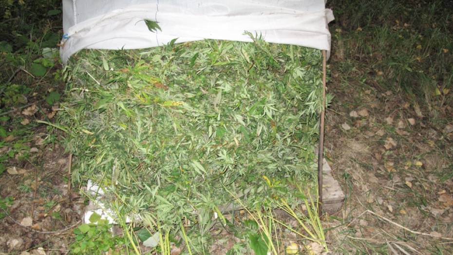 Житель Новой Усмани спрятал в сарае более 7 кг марихуаны