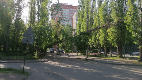 Упавшее дерево заблокировало дорогу на левом берегу в Воронеже