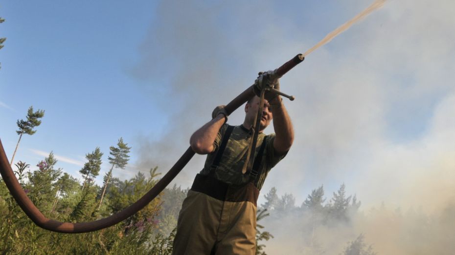 Природный заповедник горит в Воронежской области