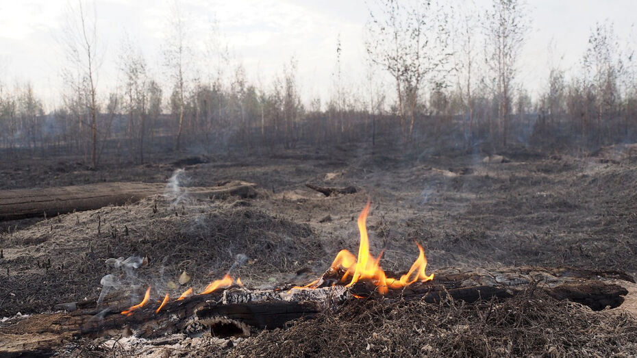 Пожароопасный сезон-2019 в Воронежской области начнется 1 апреля