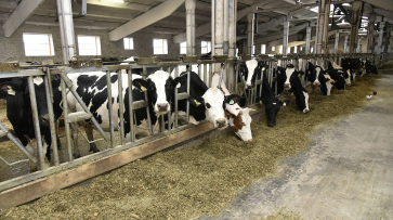 В Воронежской области произвели более 700 тыс тонн молока в 2023 году