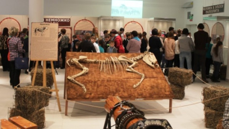 Кости древних лошадей из воронежского Дивногорья привезли в музей Тульской области