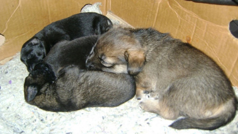 В Павловске спасают осиротевших щенков