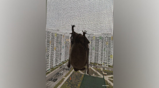 В Воронеже в окно жилого дома чуть не залетела летучая мышь