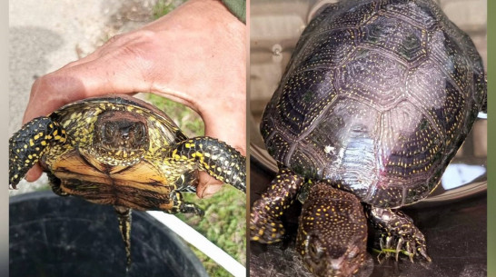 Краснокнижных черепах нашли воронежские госавтоинспекторы в машине жителя Курска