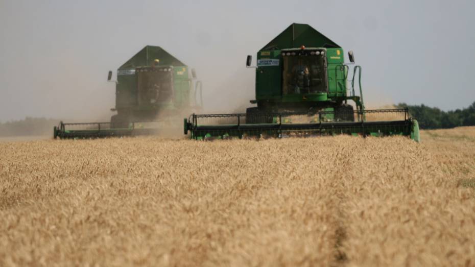 В Верхнемамонском районе планируют собрать 110 тыс т ранних зерновых