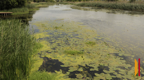 В Поворино Воронежской области утонул 37-летний мужчина