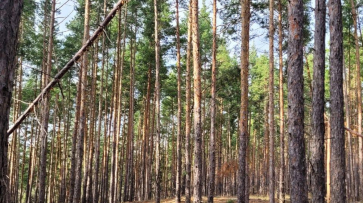 В лесах Острогожского района Воронежской области продолжается разминирование