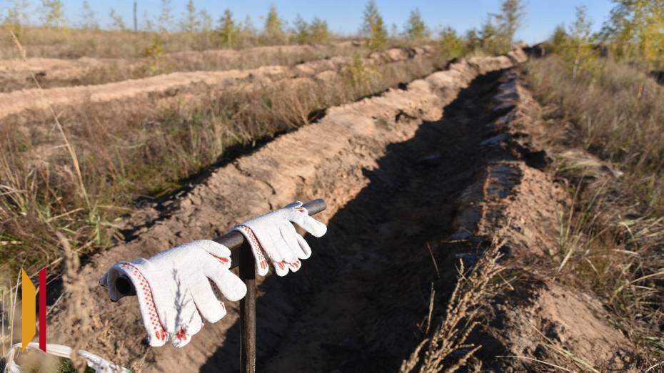 В Воронежской области посадят 196 га леса