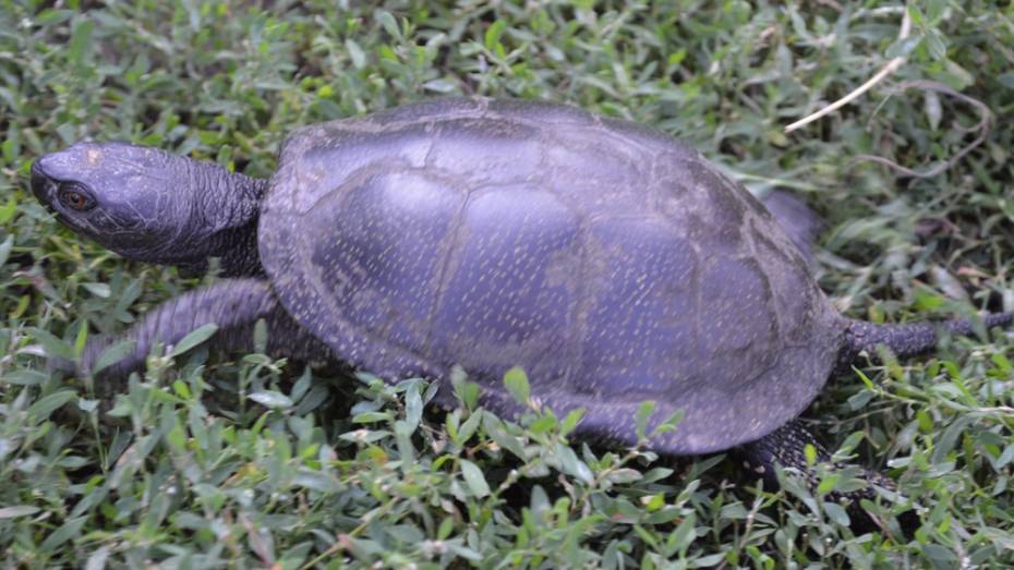 В Репьевском районе черепаха нашла дорогу домой три недели спустя