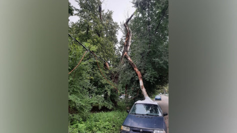 В Воронеже упавшее дерево оборвало провода на проспекте Труда