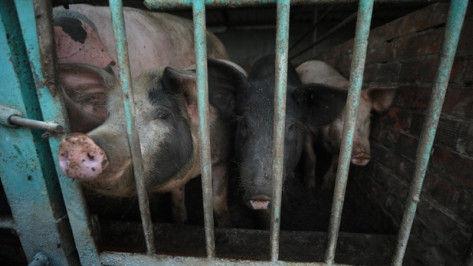 Главный ветеринар области: личные подворья – самое слабое звено в борьбе с африканской чумой свиней