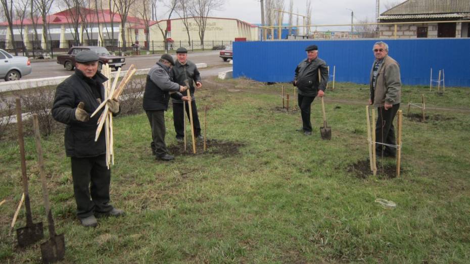Кантемировцы высадили деревья у памятника танку