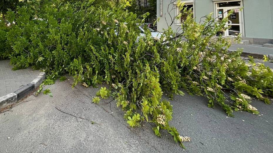 Непогода повалила деревья в трех районах Воронежа