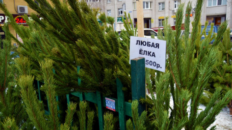 Инструкция РИА «Воронеж». Как выбрать живую новогоднюю елку
