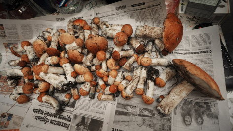 Ребенок и 23 взрослых отравились грибами в Воронежской области