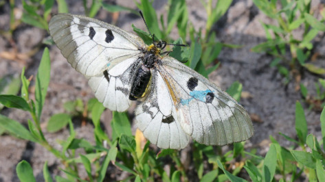 В Воронежском заповеднике пометят редких бабочек мнемозин