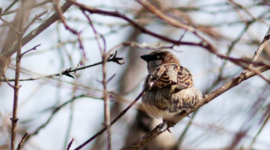 Воронежские зоозащитники освободят птиц на Благовещение