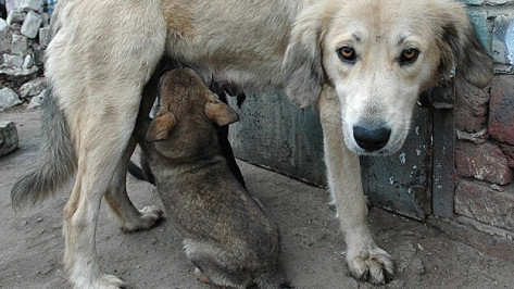 В Воронеже будут массово стерилизовать бездомных собак