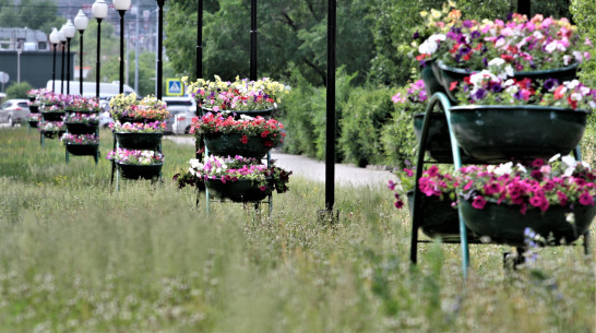 На содержание цветников и клумб в Воронеже выделят до 36 млн рублей