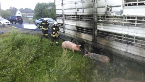 В Тверской области сгорела ехавшая в Воронеж фура со свиньями