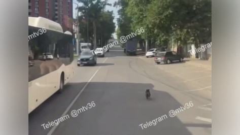 В Воронеже водитель автобуса спас собачку от смерти под колесами