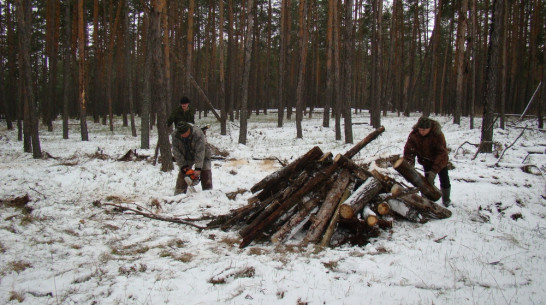 Леса под Воронежем расчистят от аварийных деревьев