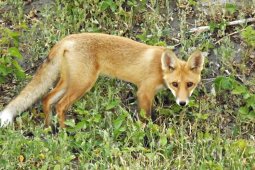 В Терновке объявили карантин по бешенству из-за лисы