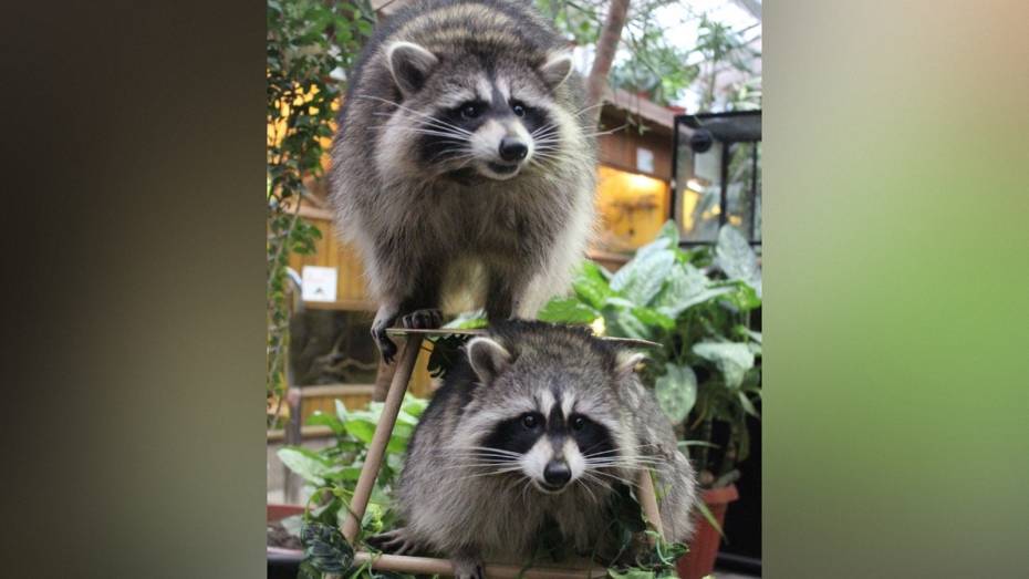 В Воронежском зоопарке рассказали, как еноты готовятся к зиме