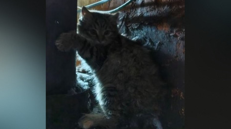 Воронежские спасатели помогли котенку, который примерз лапками к трубе