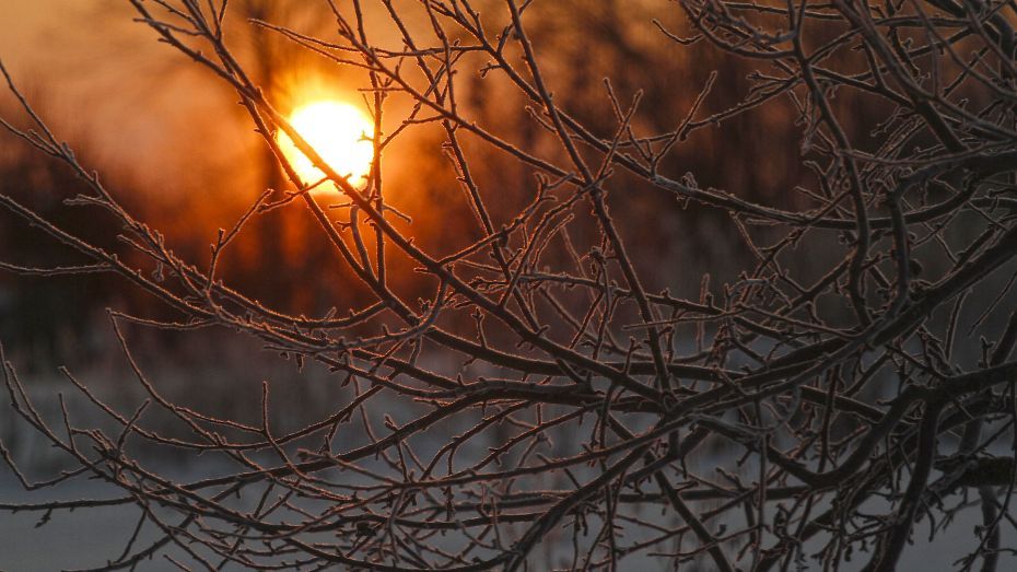 До -4 градусов похолодает ночью в Воронеже в начале рабочей недели