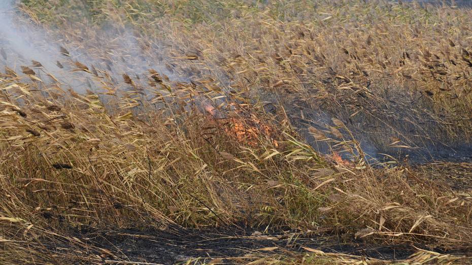 Почти 1 тыс случаев горения сухой травы зарегистрировали в Воронежской области