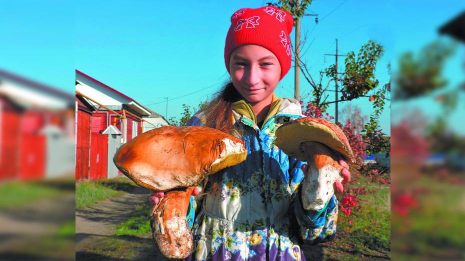 Житель Борисоглебска нашел в лесу белый гриб весом 2 кг