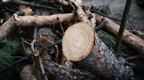 Лискинского пенсионера осудили за вырубку 10 сосен на дрова