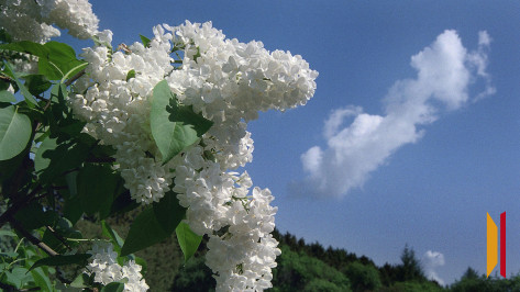 Летнее тепло вернется в Воронеж в выходные